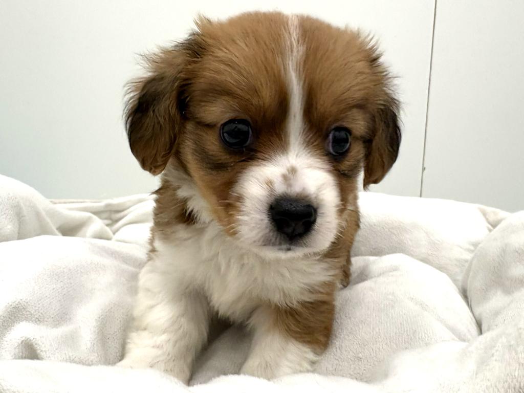 栃木県のハーフ犬・ミックス犬 (ペッツワン宇都宮平出店/2026年4月19日生まれ/女の子/レッドホワイト)の子犬の3枚目の画像