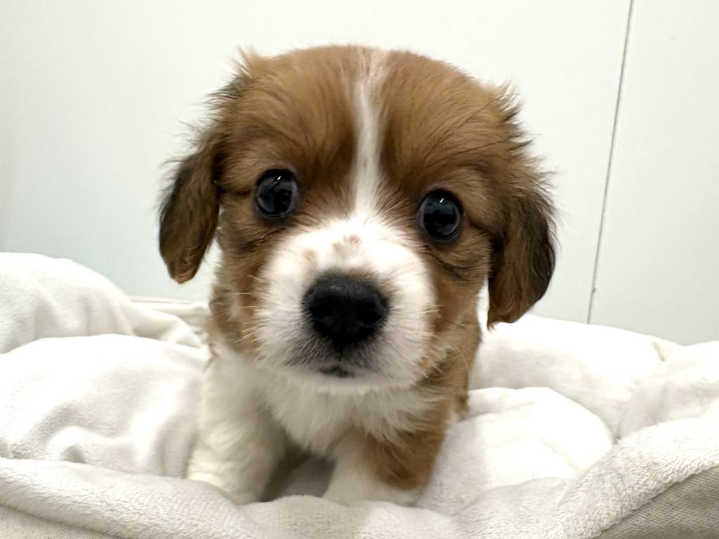 栃木県のハーフ犬・ミックス犬 (ペッツワン宇都宮平出店/2026年4月19日生まれ/女の子/レッドホワイト)の子犬の1枚目の画像