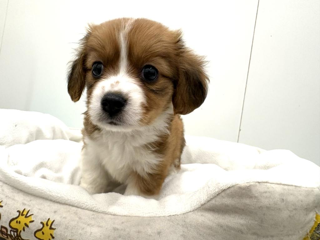 栃木県のハーフ犬・ミックス犬 (ペッツワン宇都宮平出店/2026年4月19日生まれ/女の子/レッドホワイト)の子犬の2枚目の画像