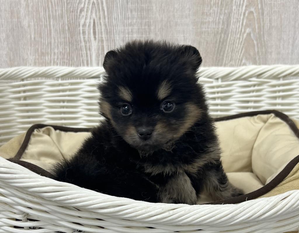 栃木県のポメラニアン (OneBuddy宇都宮店/2026年4月25日生まれ/女の子/ブラックタン)の子犬の1枚目の画像