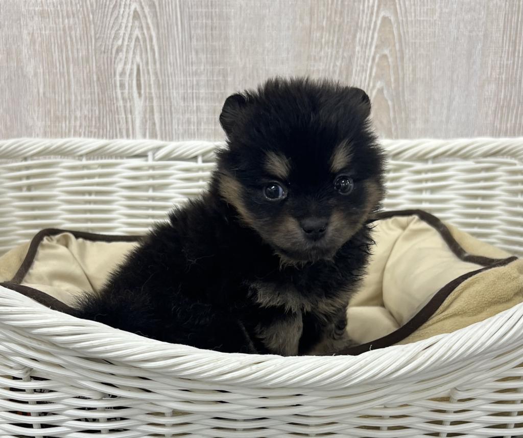 栃木県のポメラニアン (OneBuddy宇都宮店/2026年4月25日生まれ/女の子/ブラックタン)の子犬の2枚目の画像
