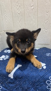 東京都のハーフ犬・ミックス犬 (OneBuddy仙川店/2026年2月28日生まれ/男の子/ブラック)の子犬の1枚目の画像