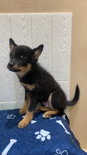 東京都のハーフ犬・ミックス犬 (OneBuddy仙川店/2026年2月28日生まれ/男の子/ブラック)の子犬の2枚目の画像