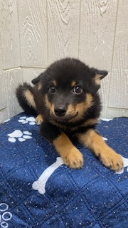 東京都のハーフ犬・ミックス犬 (OneBuddy仙川店/2026年2月28日生まれ/男の子/ブラック)の子犬の3枚目の画像