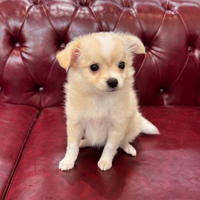 茨城県のチワワ(ロング) (OneBuddy佐原東店/2026年4月17日生まれ/男の子/クリームホワイト)の子犬の1枚目の画像