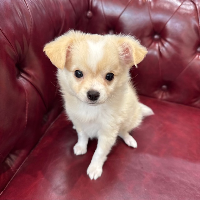 茨城県のチワワ(ロング) (OneBuddy佐原東店/2026年4月17日生まれ/男の子/クリームホワイト)の子犬の2枚目の画像