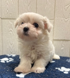 東京都のハーフ犬・ミックス犬 (OneBuddy仙川店/2026年2月28日生まれ/男の子/ホワイトクリーム)の子犬