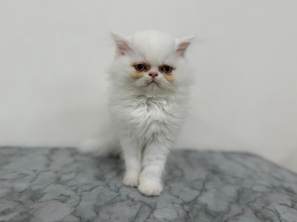 茨城県のフォールデックス (OneBuddy古河店/2026年4月17日生まれ/女の子/ホワイト)の子猫