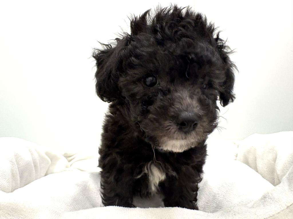 栃木県のハーフ犬・ミックス犬 (ペッツワン宇都宮平出店/2026年4月16日生まれ/女の子/ブラックホワイト)の子犬の1枚目の画像