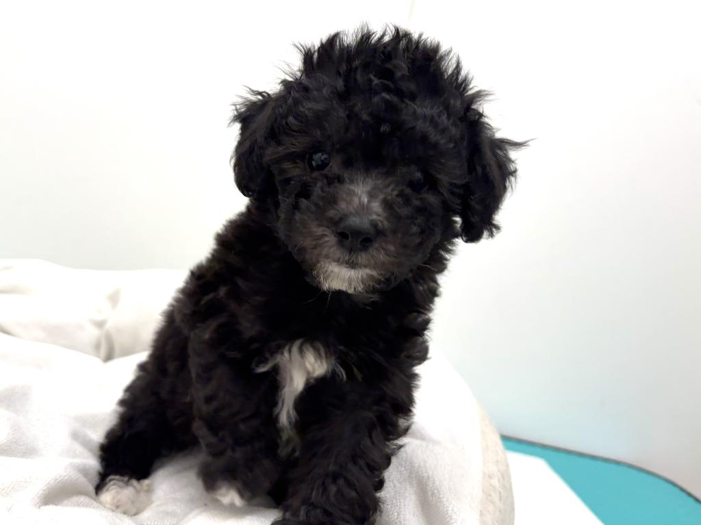 栃木県のハーフ犬・ミックス犬 (ペッツワン宇都宮平出店/2026年4月16日生まれ/女の子/ブラックホワイト)の子犬の2枚目の画像