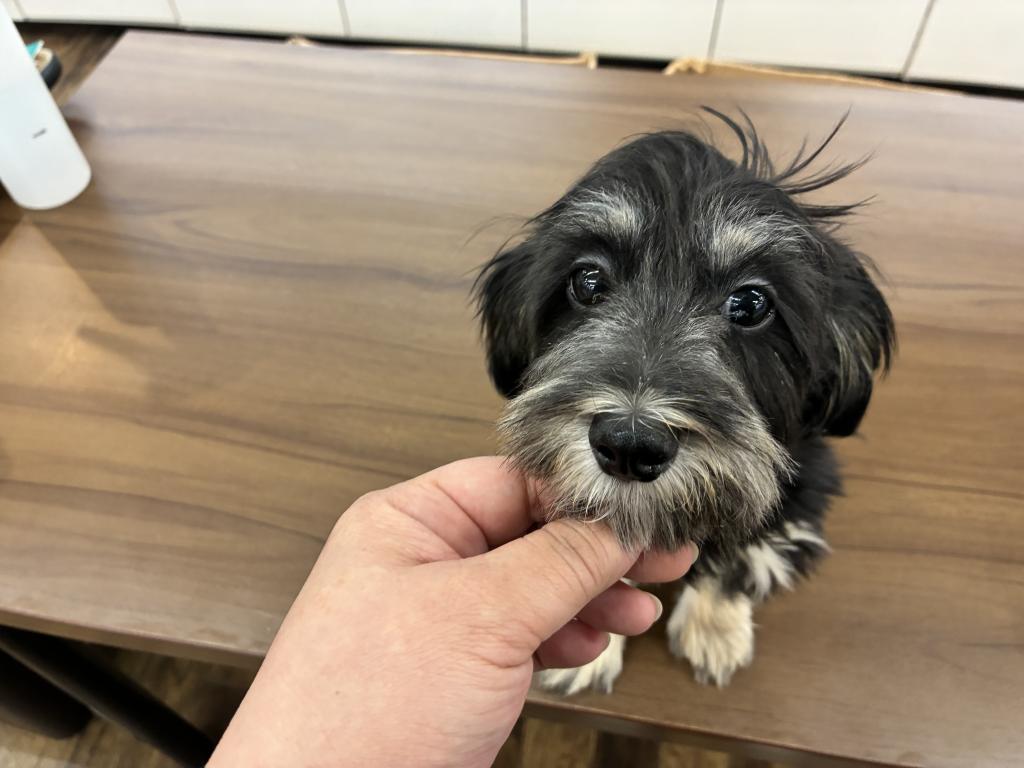 北海道のハーフ犬・ミックス犬 (ジャパンペッツトレーディング帯広店/2026年4月25日生まれ/女の子/ブラックタン)の子犬の1枚目の画像