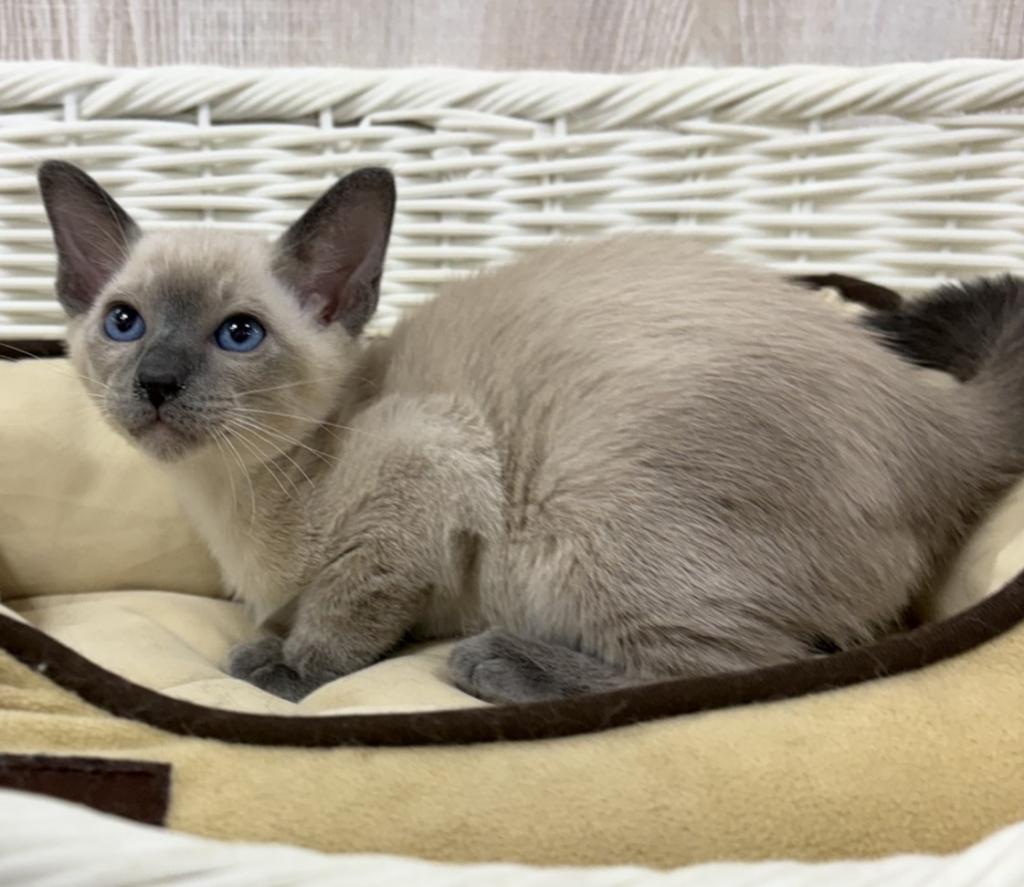 栃木県のシャム (OneBuddy宇都宮店/2026年5月15日生まれ/男の子/ブルーポイント)の子猫の2枚目の画像