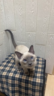 東京都のシャム (OneBuddy仙川店/2026年5月15日生まれ/男の子/ブルーポイント)の子猫の3枚目の画像