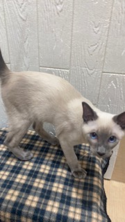 東京都のシャム (OneBuddy仙川店/2026年5月15日生まれ/男の子/ブルーポイント)の子猫の4枚目の画像
