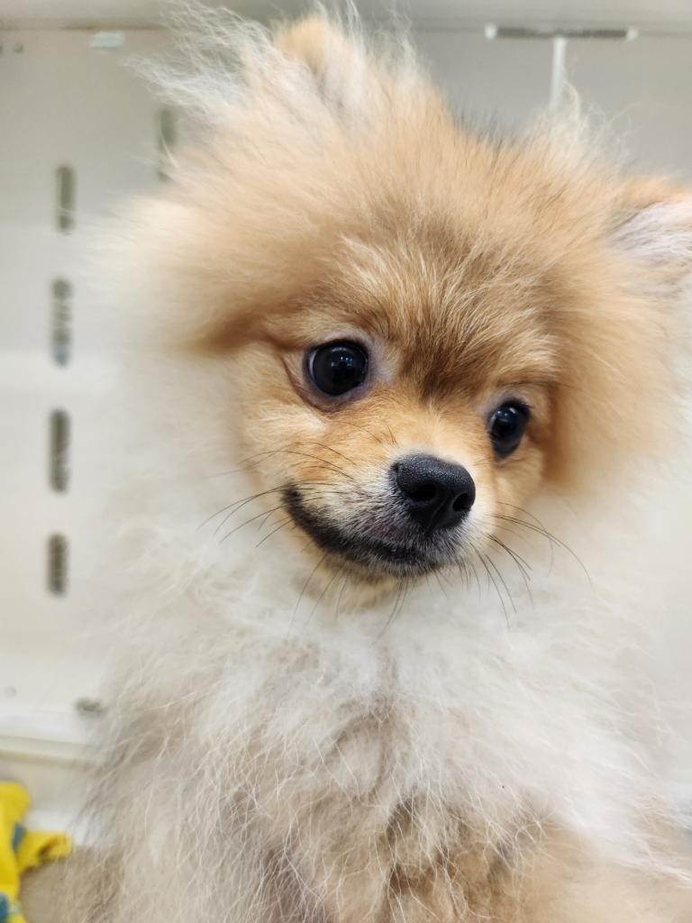 埼玉県のポメラニアン (OneDo吹上店/2026年4月17日生まれ/男の子/オレンジ)の子犬の1枚目の画像