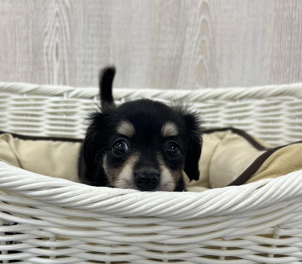 栃木県のハーフ犬・ミックス犬 (OneBuddy宇都宮店/2026年4月24日生まれ/女の子/ブラックタン)の子犬