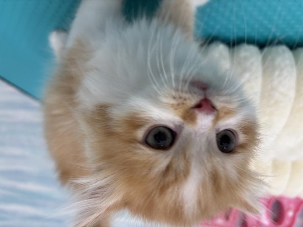 茨城県のミヌエット (OneBuddy水戸南店/2026年3月7日生まれ/男の子/レッドタビーホワイト)の子猫