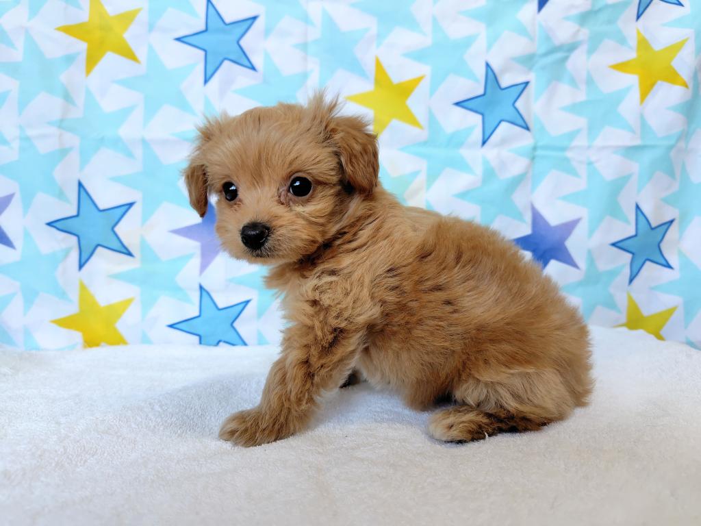 茨城県のハーフ犬・ミックス犬 (OneBuddyトモニー水戸店/2026年3月6日生まれ/女の子/アプリコットホワイト)の子犬
