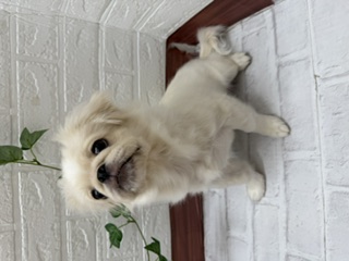 茨城県のハーフ犬・ミックス犬 (ペットアミ石岡店/2026年3月5日生まれ/男の子/その他色)の子犬の3枚目の画像