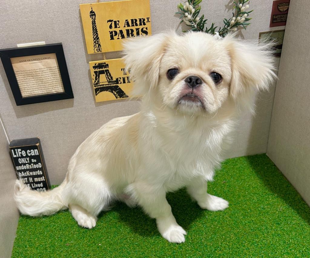 茨城県のハーフ犬・ミックス犬 (ペッツワン水戸店/2026年3月5日生まれ/男の子/その他色)の子犬の4枚目の画像