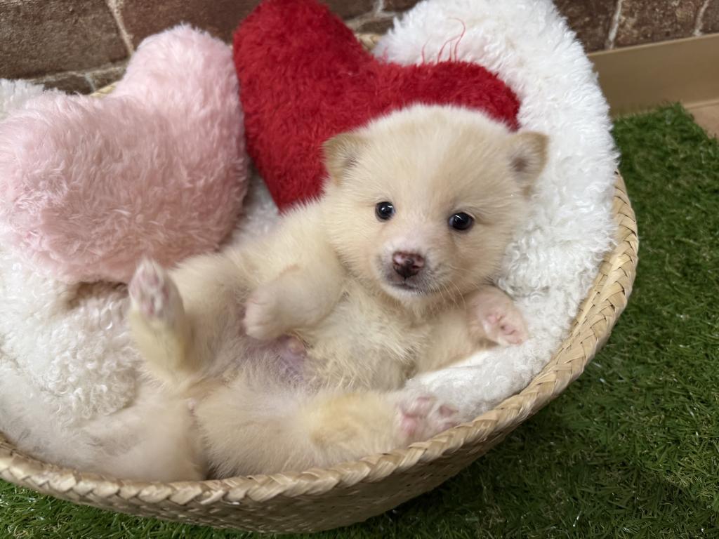 茨城県のハーフ犬・ミックス犬 (OneBuddy常陸大宮店/2026年4月25日生まれ/男の子/白)の子犬の1枚目の画像