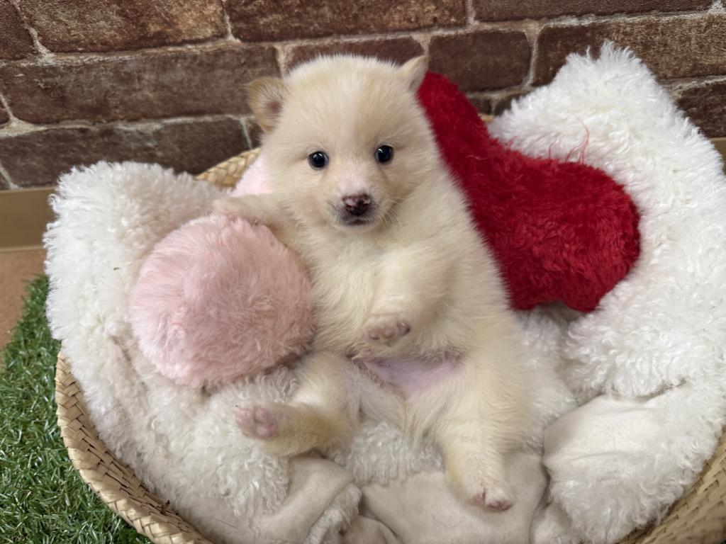 茨城県のハーフ犬・ミックス犬 (OneBuddy常陸大宮店/2026年4月25日生まれ/男の子/白)の子犬の2枚目の画像