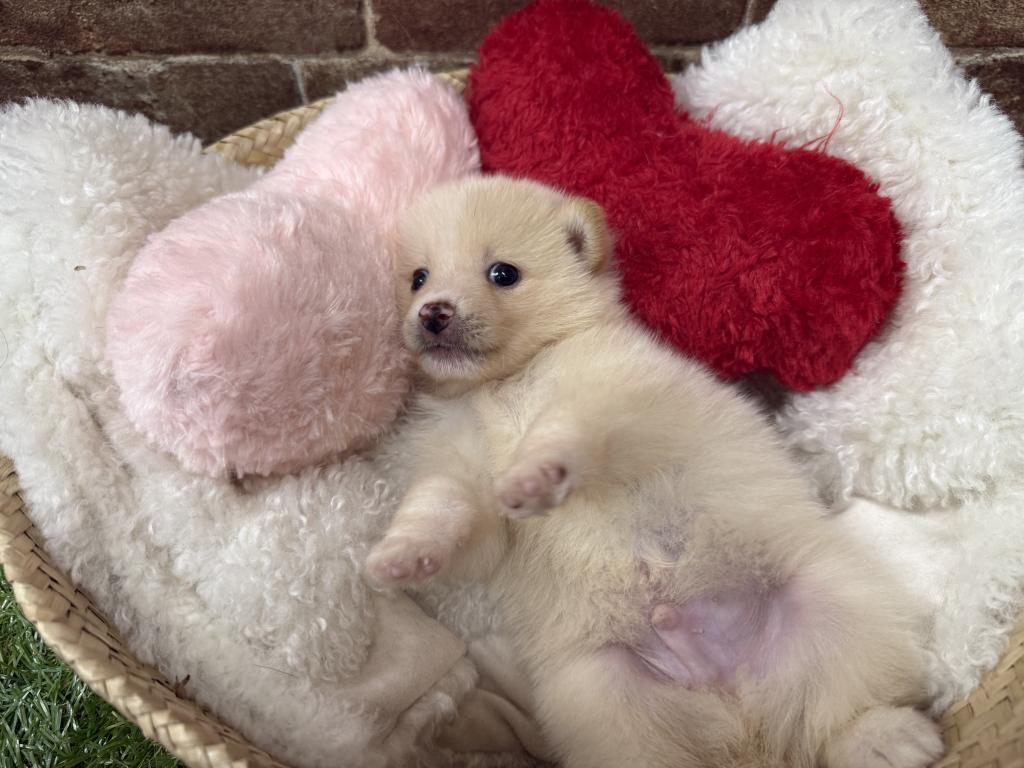 茨城県のハーフ犬・ミックス犬 (OneBuddy常陸大宮店/2026年4月25日生まれ/男の子/白)の子犬の3枚目の画像