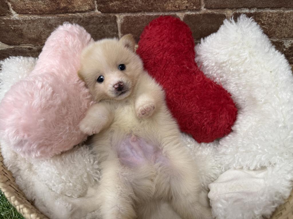 茨城県のハーフ犬・ミックス犬 (OneBuddy常陸大宮店/2026年4月25日生まれ/男の子/白)の子犬の4枚目の画像