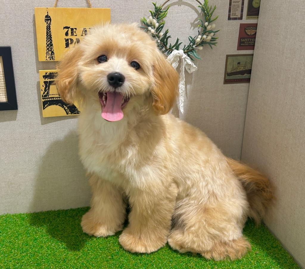 茨城県のハーフ犬・ミックス犬 (ペッツワン水戸店/2026年3月6日生まれ/男の子/クリーム)の子犬の3枚目の画像