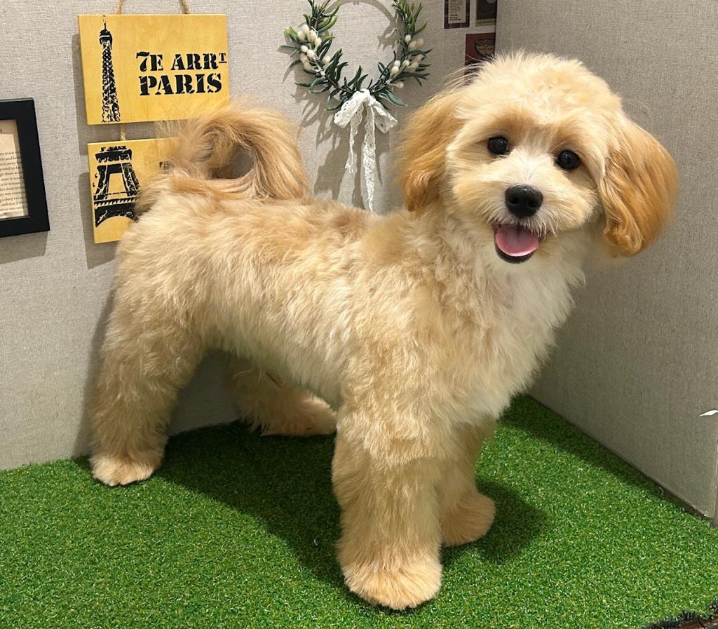 茨城県のハーフ犬・ミックス犬 (ペッツワン水戸店/2026年3月6日生まれ/男の子/クリーム)の子犬の4枚目の画像