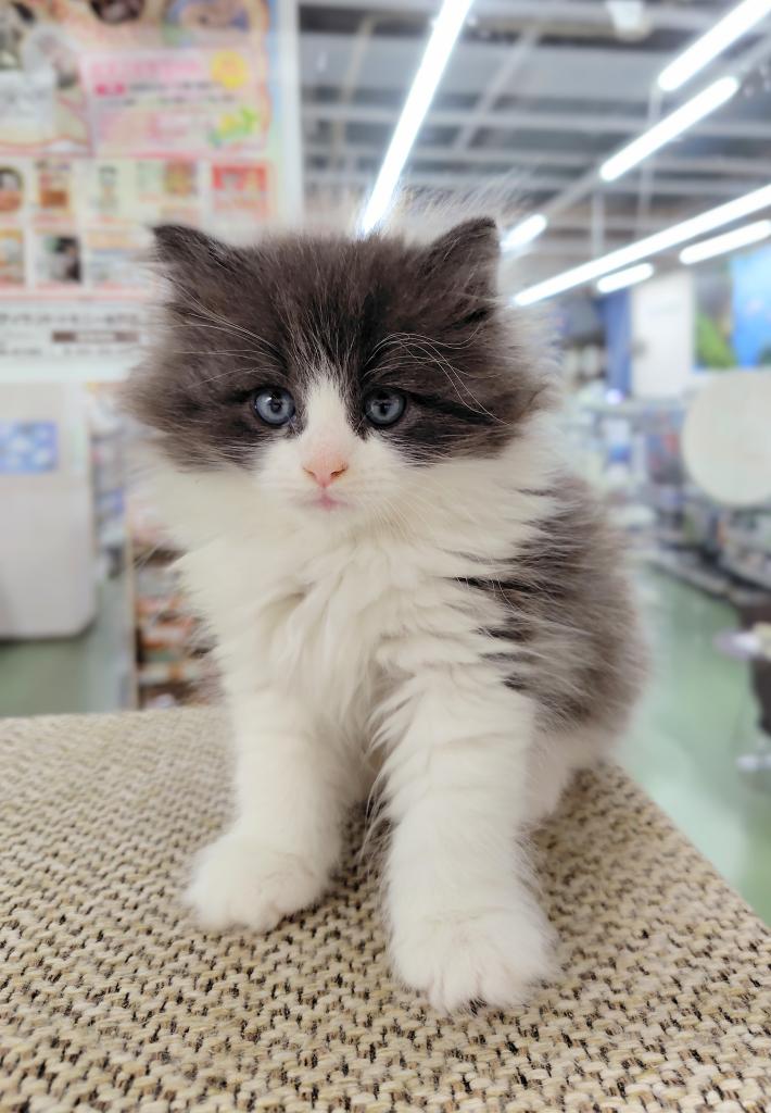 茨城県のノルウェージャンフォレストキャット (OneBuddyトモニー水戸店/2026年3月8日生まれ/男の子/ブルータビーホワイト)の子猫