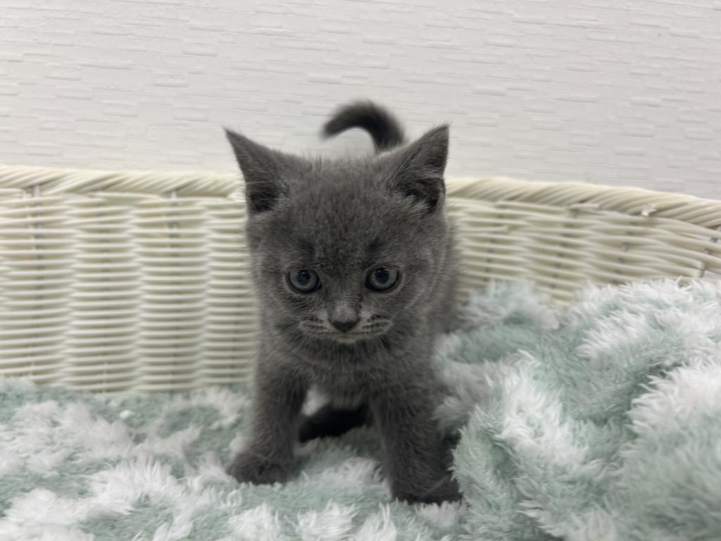埼玉県のブリティッシュショートヘアー (OneBuddy宮代店/2026年3月7日生まれ/男の子/ブルー)の子猫の1枚目の画像