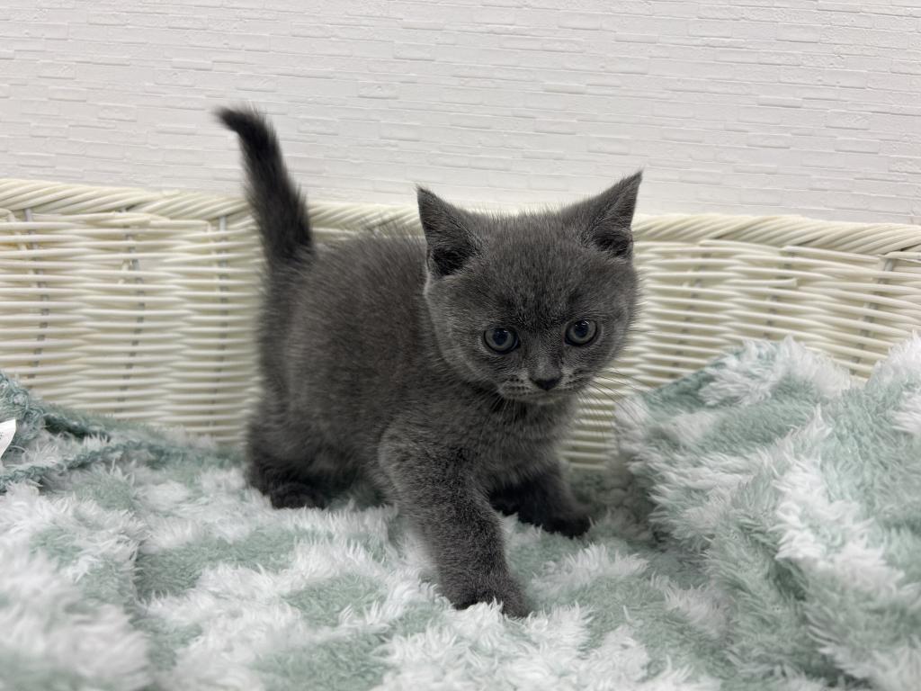 埼玉県のブリティッシュショートヘアー (OneBuddy宮代店/2026年3月7日生まれ/男の子/ブルー)の子猫の2枚目の画像