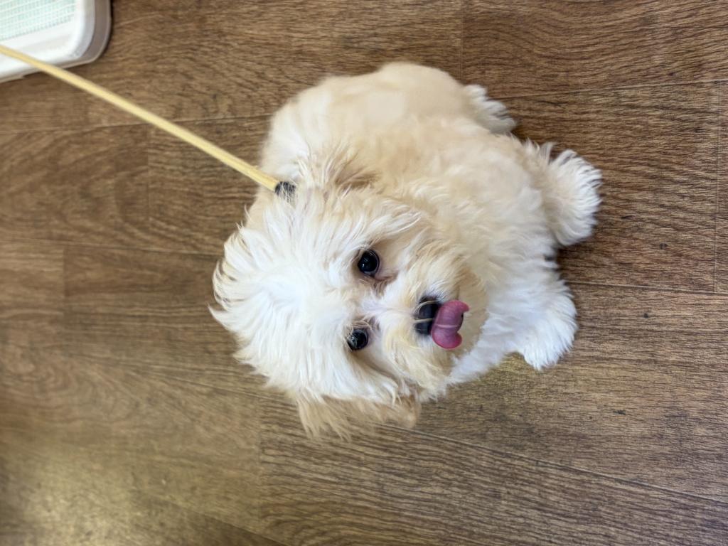 埼玉県のハーフ犬・ミックス犬 (OneDo吹上店/2026年3月12日生まれ/男の子/アプリコット)の子犬の3枚目の画像