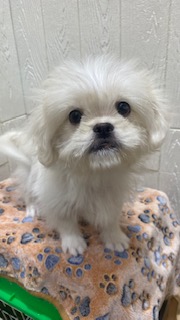 東京都のハーフ犬・ミックス犬 (OneBuddy仙川店/2026年3月5日生まれ/女の子/その他色)の子犬の4枚目の画像