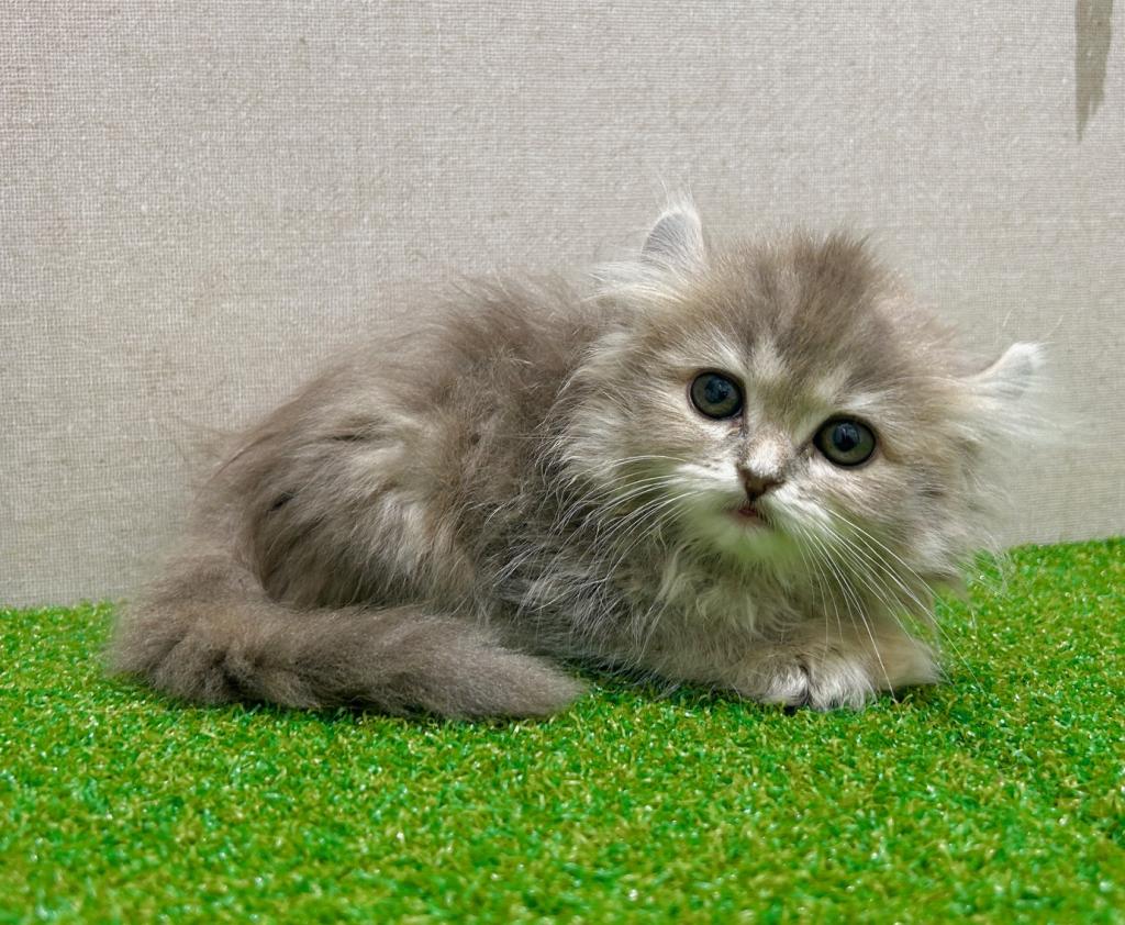 茨城県のアメリカンカール (ペッツワン水戸店/2026年3月12日生まれ/女の子/ブルータビー)の子猫の3枚目の画像