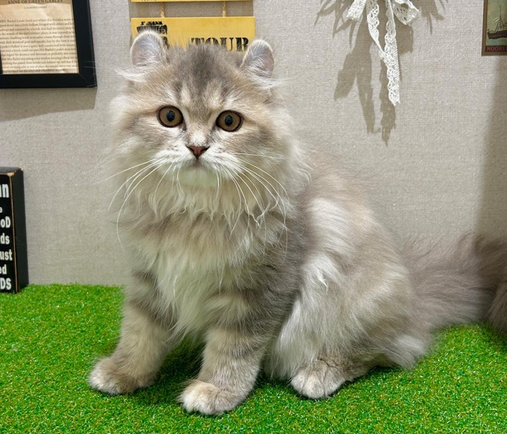 茨城県のアメリカンカール (ペッツワン水戸店/2026年3月12日生まれ/女の子/ブルータビー)の子猫の4枚目の画像