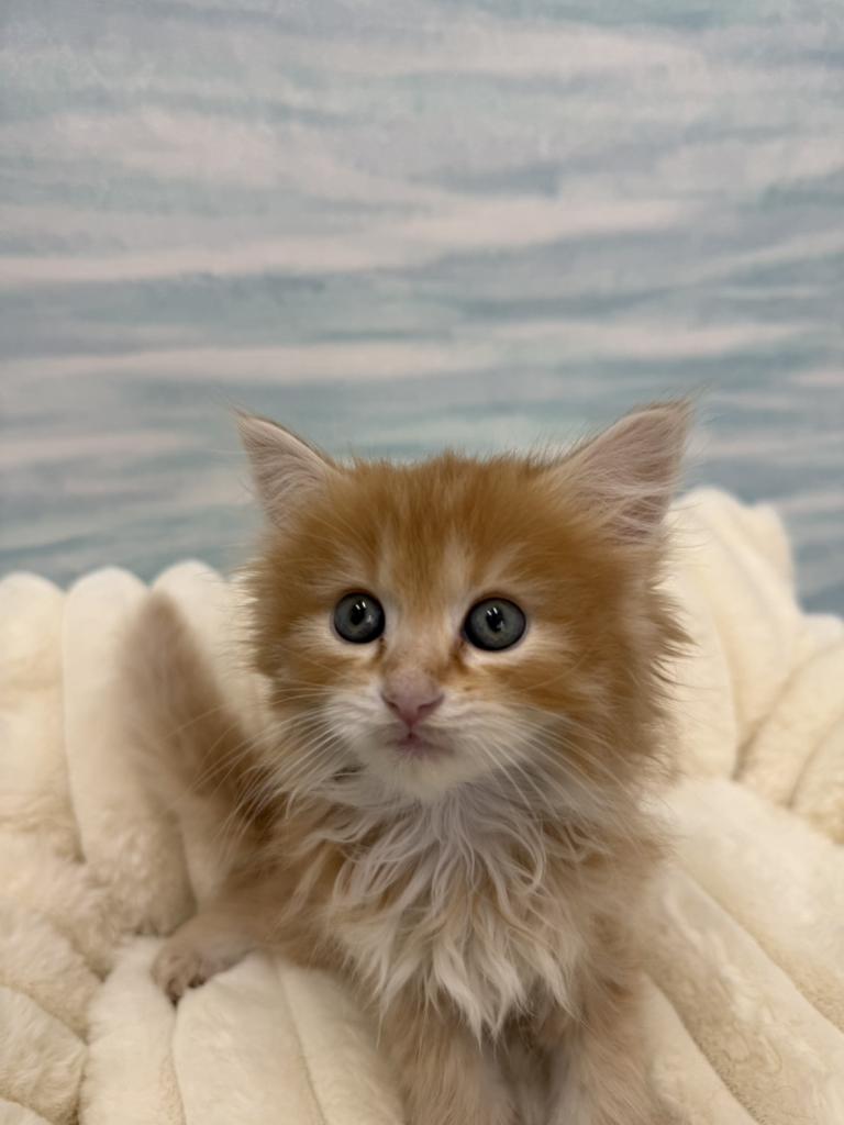 茨城県のサイベリアン (OneBuddy水戸南店/2026年2月22日生まれ/男の子/レッドタビーホワイト)の子猫