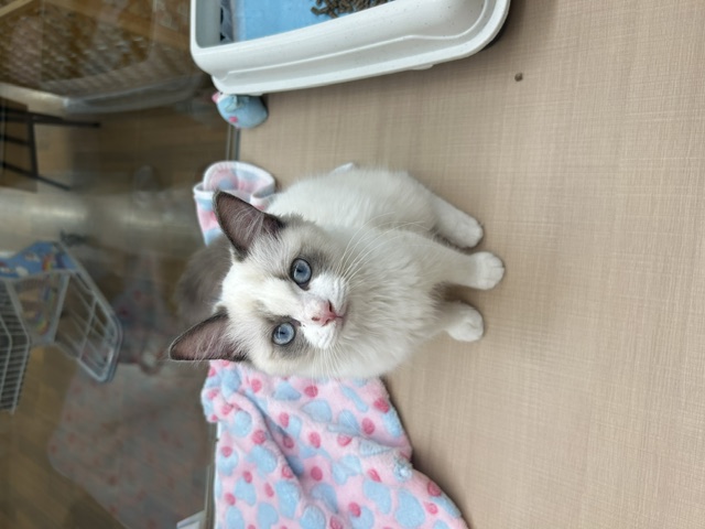千葉県のラグドール (ペッツワン木更津金田店/2026年2月20日生まれ/男の子/ブルーポイントバイカラー)の子猫の3枚目の画像