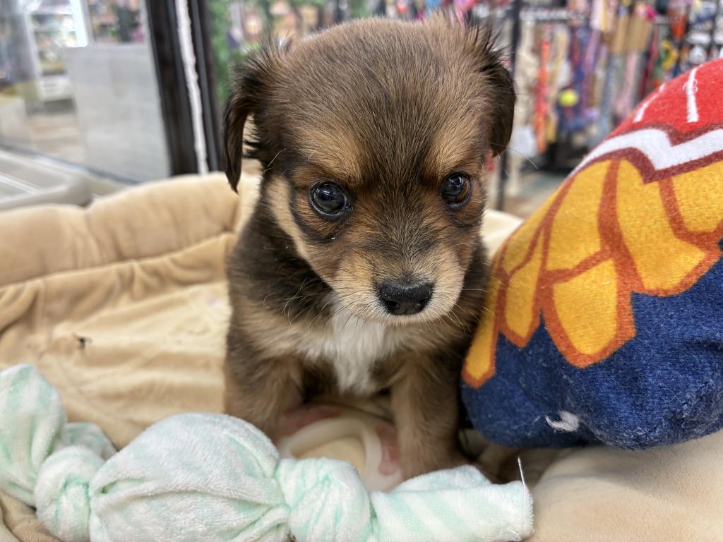 北海道のハーフ犬・ミックス犬 (ジャパンペッツトレーディング新発寒店/2026年3月6日生まれ/女の子/レッドタン＆ホワイト)の子犬