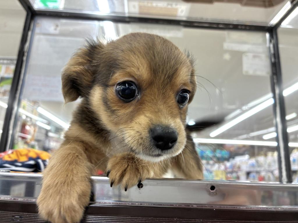 北海道のハーフ犬・ミックス犬 (ジャパンペッツトレーディング新発寒店/2026年3月6日生まれ/女の子/レッドタンホワイト)の子犬の2枚目の画像