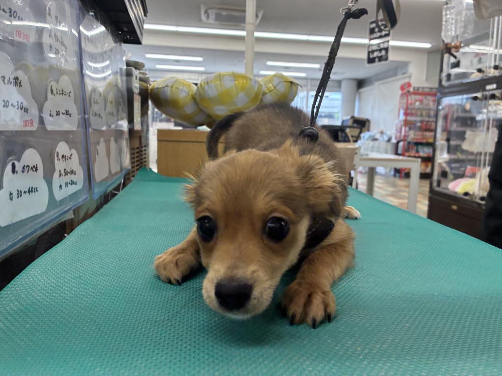 北海道のハーフ犬・ミックス犬 (ジャパンペッツトレーディング新発寒店/2026年3月6日生まれ/女の子/レッドタンホワイト)の子犬の3枚目の画像