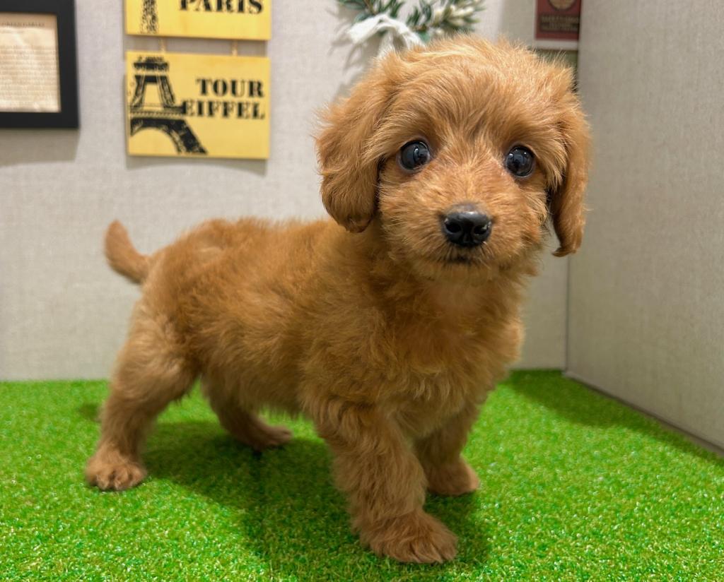 茨城県のハーフ犬・ミックス犬 (ペッツワン水戸店/2026年3月7日生まれ/男の子/レッド)の子犬の1枚目の画像