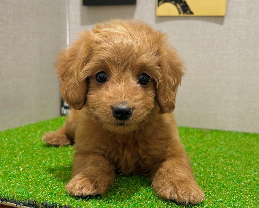 茨城県のハーフ犬・ミックス犬 (ペッツワン水戸店/2026年3月7日生まれ/男の子/レッド)の子犬の2枚目の画像