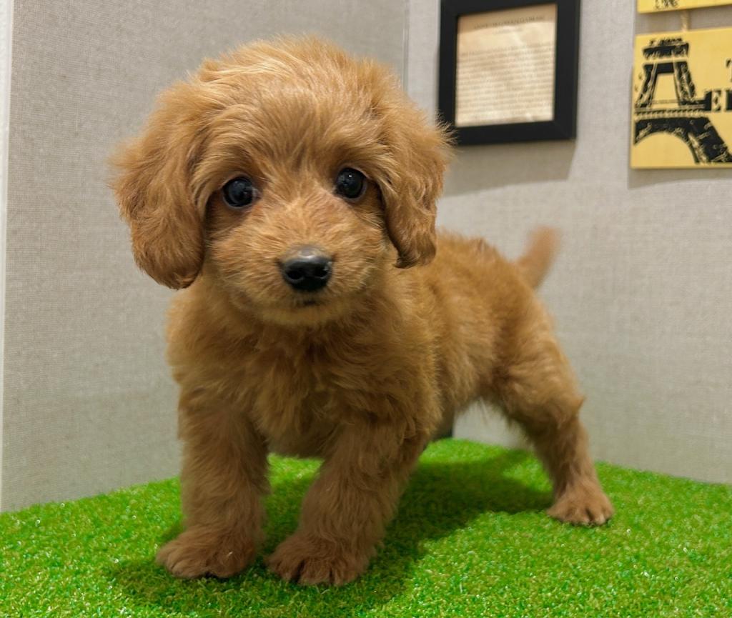 茨城県のハーフ犬・ミックス犬 (ペッツワン水戸店/2026年3月7日生まれ/男の子/レッド)の子犬の3枚目の画像