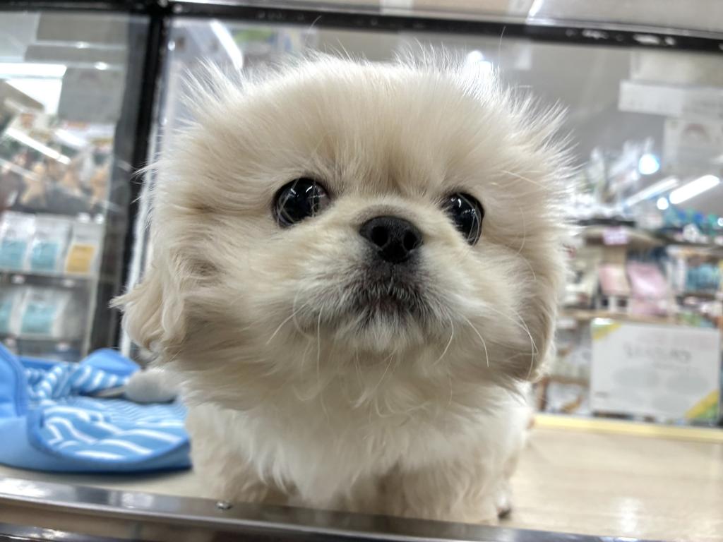 北海道のペキニーズ (ジャパンペッツトレーディング新発寒店/2026年3月14日生まれ/男の子/ホワイト)の子犬の2枚目の画像
