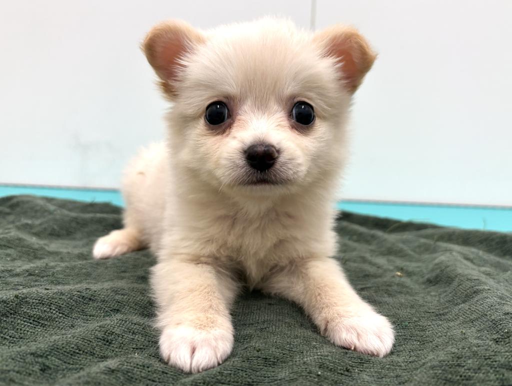 栃木県のポメチワ/チワポメ/ポメチー(ポメラニアン×チワワ) (ペッツワン宇都宮平出店/2026年2月20日生まれ/男の子/クリーム)の子犬の1枚目の画像