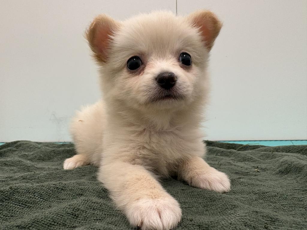 栃木県のポメチワ/チワポメ/ポメチー(ポメラニアン×チワワ) (ペッツワン宇都宮平出店/2026年2月20日生まれ/男の子/クリーム)の子犬の2枚目の画像