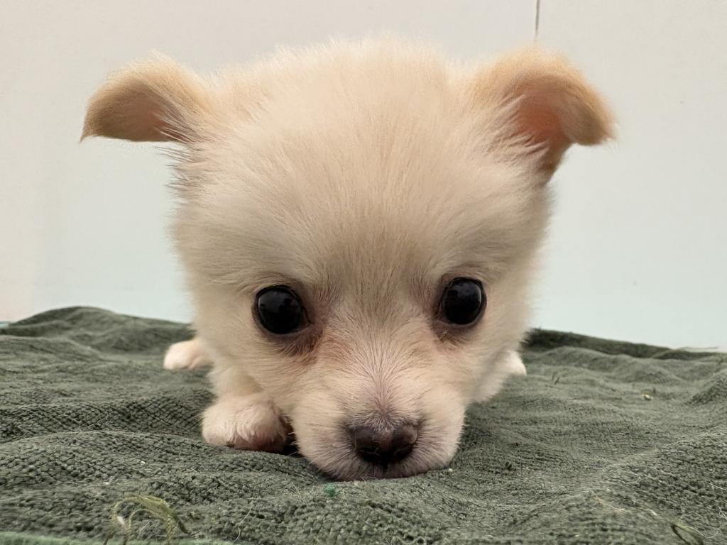 栃木県のポメチワ/チワポメ/ポメチー(ポメラニアン×チワワ) (ペッツワン宇都宮平出店/2026年2月20日生まれ/男の子/クリーム)の子犬の3枚目の画像