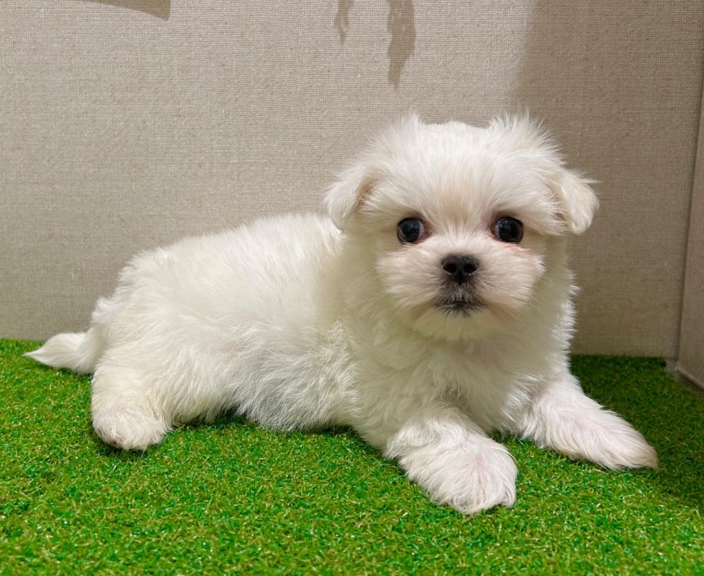 茨城県のハーフ犬・ミックス犬 (ペッツワン水戸店/2026年3月7日生まれ/男の子/その他色)の子犬の1枚目の画像